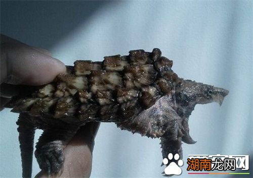 游戏专题